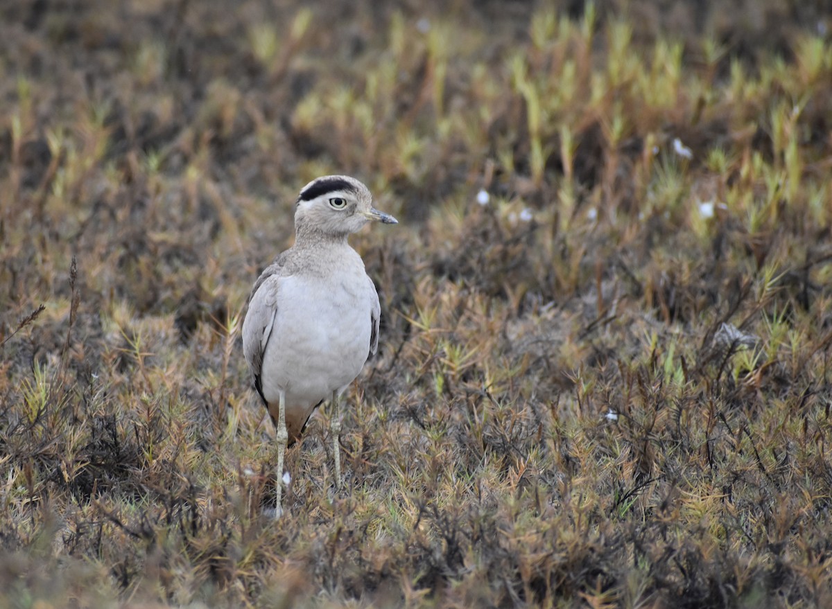 Peruvian Thick-knee - ML498812941