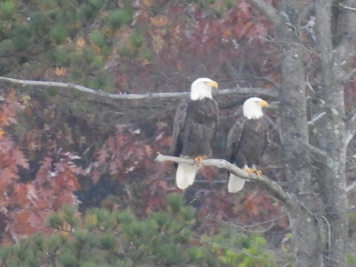 Bald Eagle - ML498812991