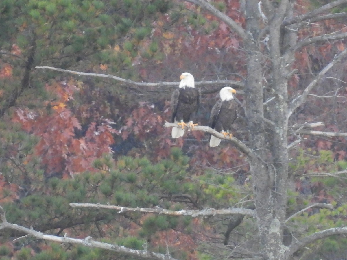 Bald Eagle - ML498813001