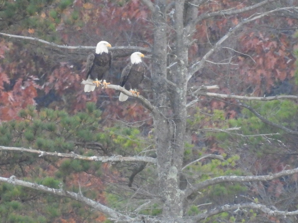 Bald Eagle - ML498813011