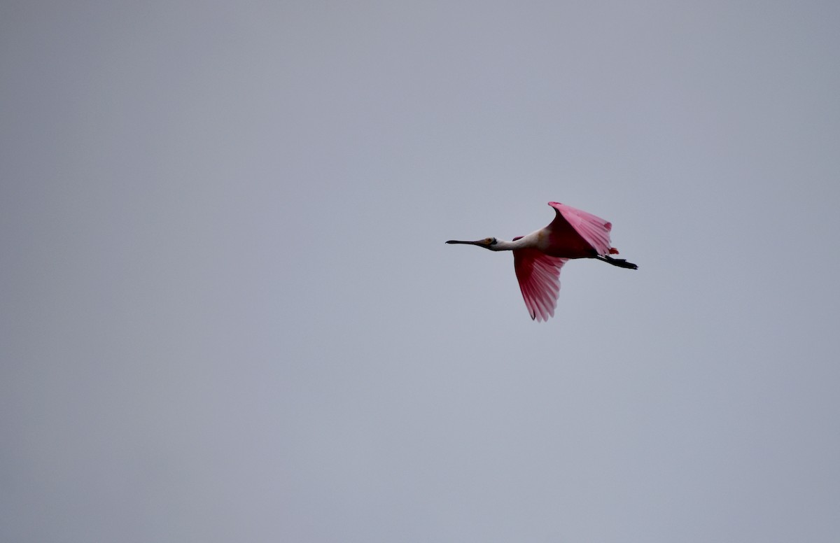 Roseate Spoonbill - ML498813161