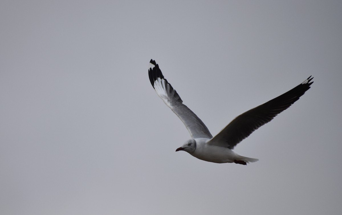 Gaviota Cabecigrís - ML498813311