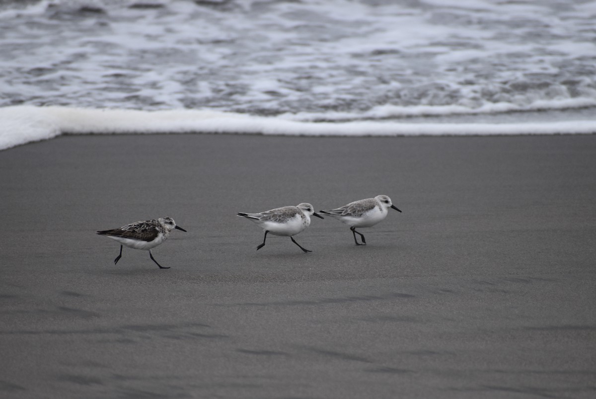 Sanderling - Giannira Alvarez Alfaro