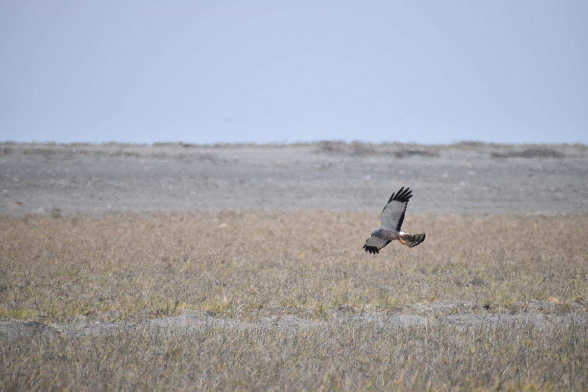 Cinereous Harrier - ML498813671