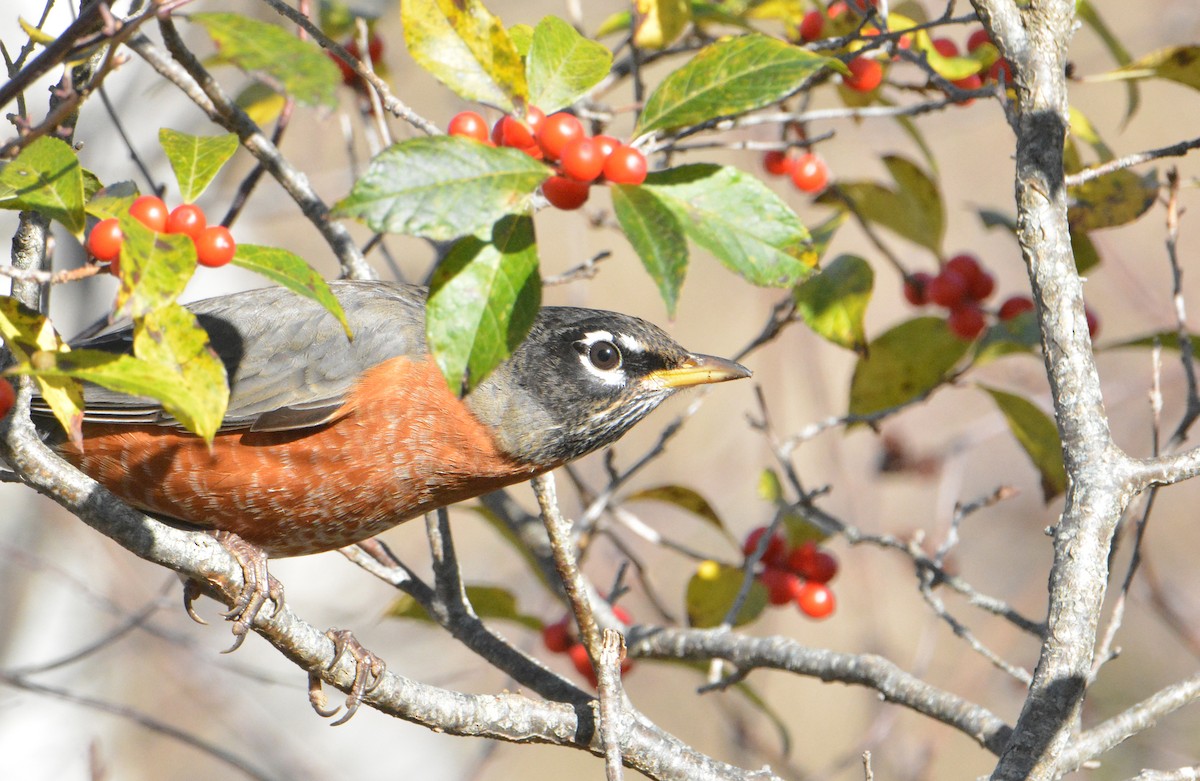 American Robin - ML498813761