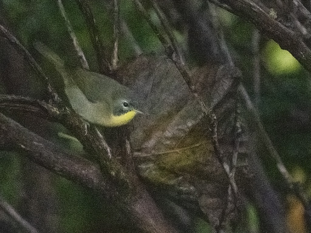 Common Yellowthroat - ML498814221