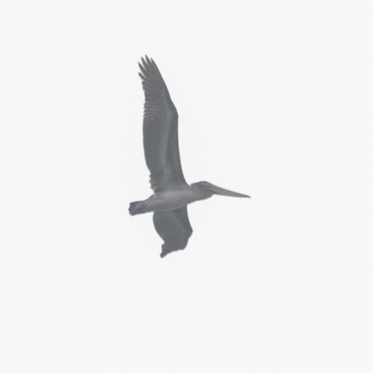 Brown Pelican - ML498814521