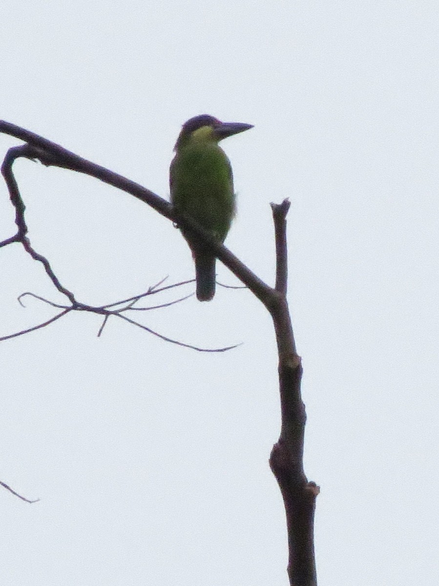 barbet zlatovousý (ssp. chrysopsis) - ML498815311