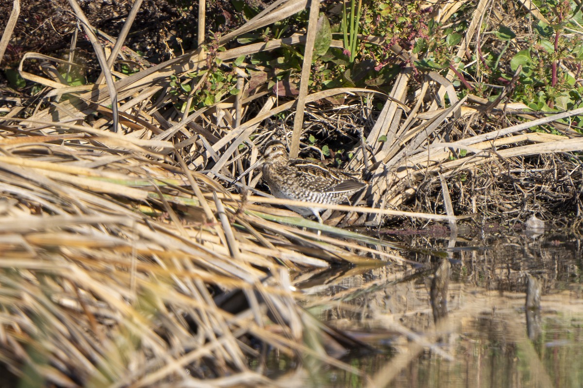 Wilson's Snipe - ML498816971