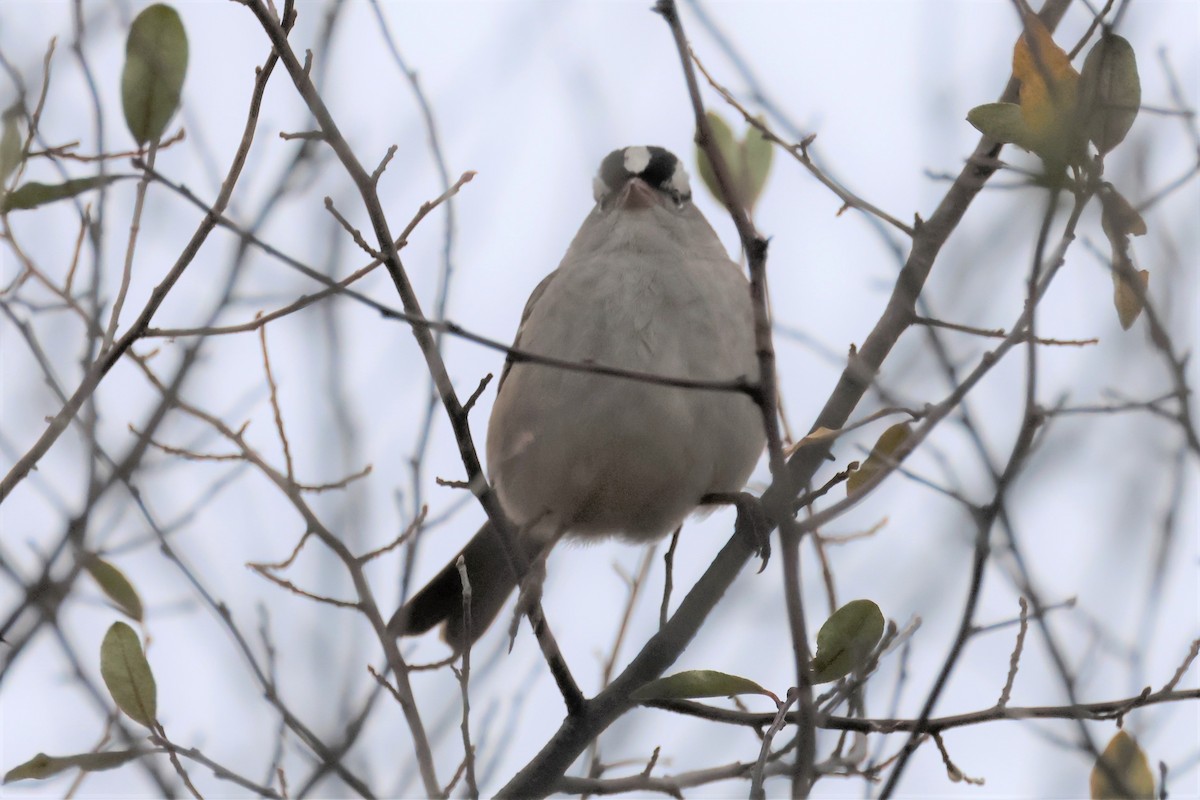 White-crowned Sparrow - ML498817201