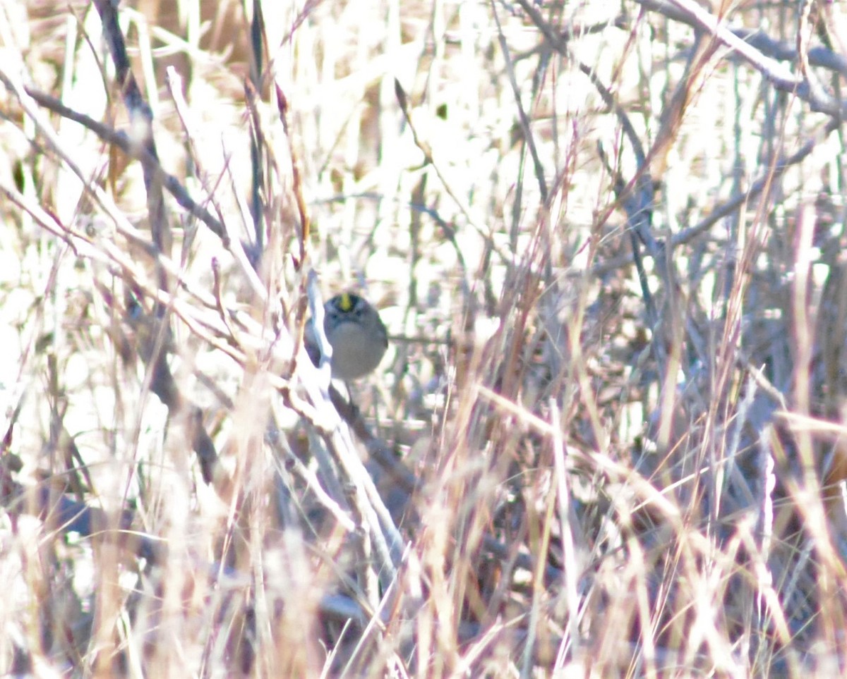 Golden-crowned Kinglet - ML498817391