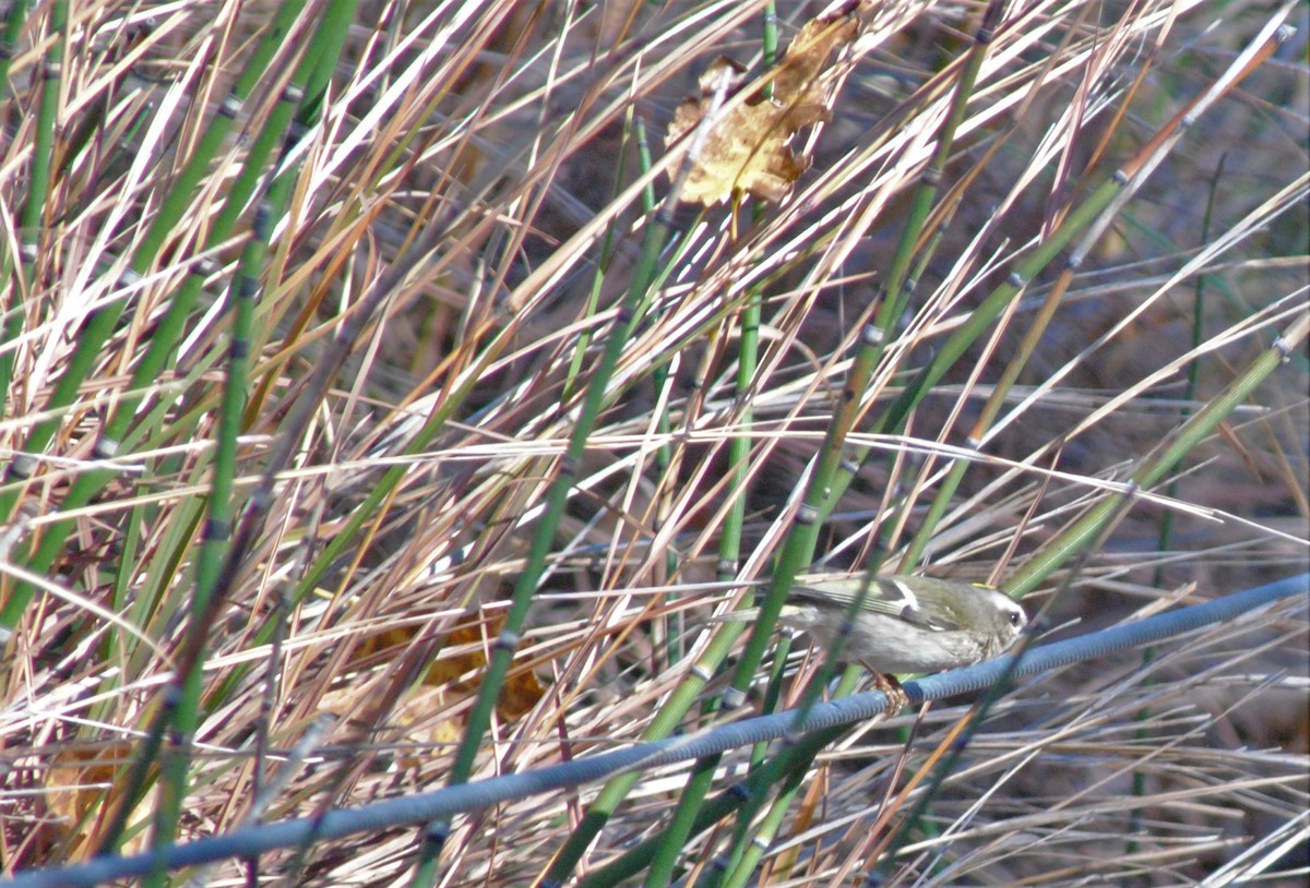 Golden-crowned Kinglet - ML498817731