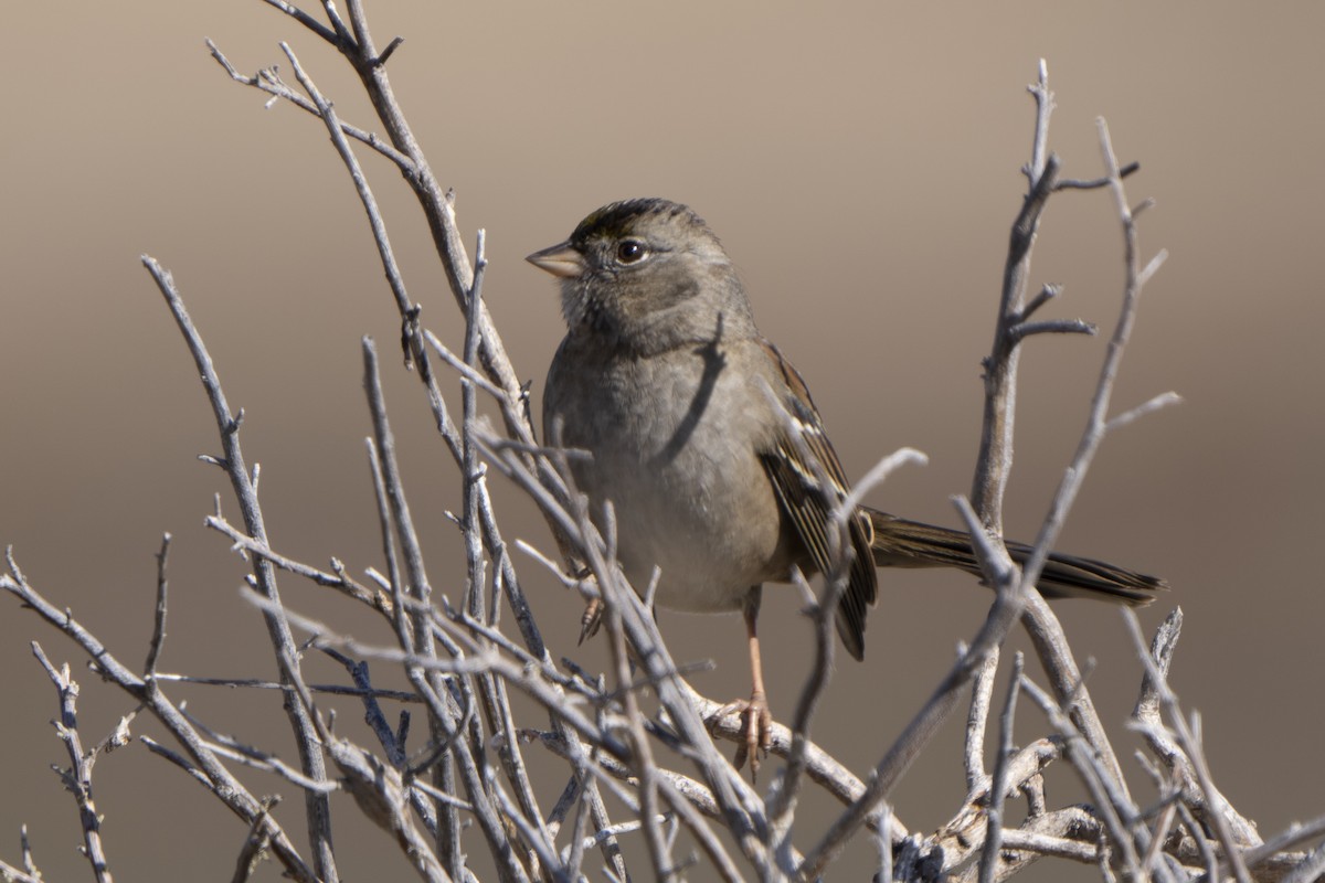Golden-crowned Sparrow - ML498818091