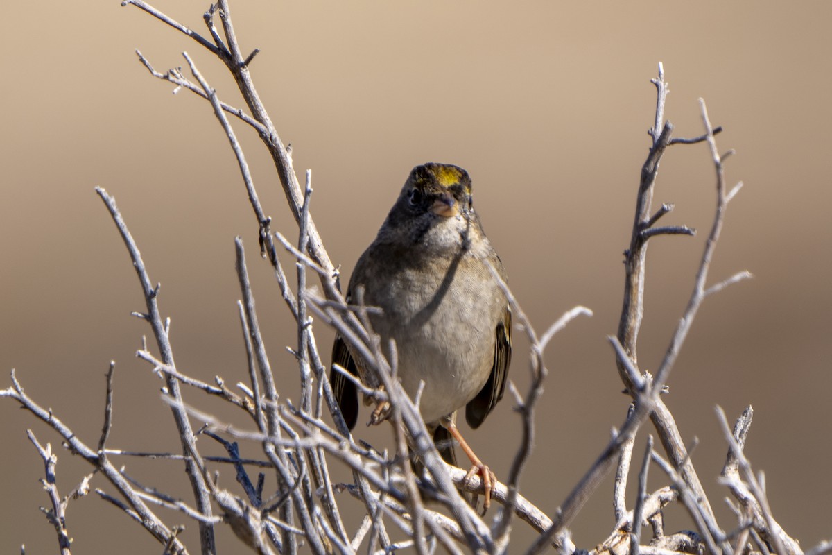 Golden-crowned Sparrow - ML498818101