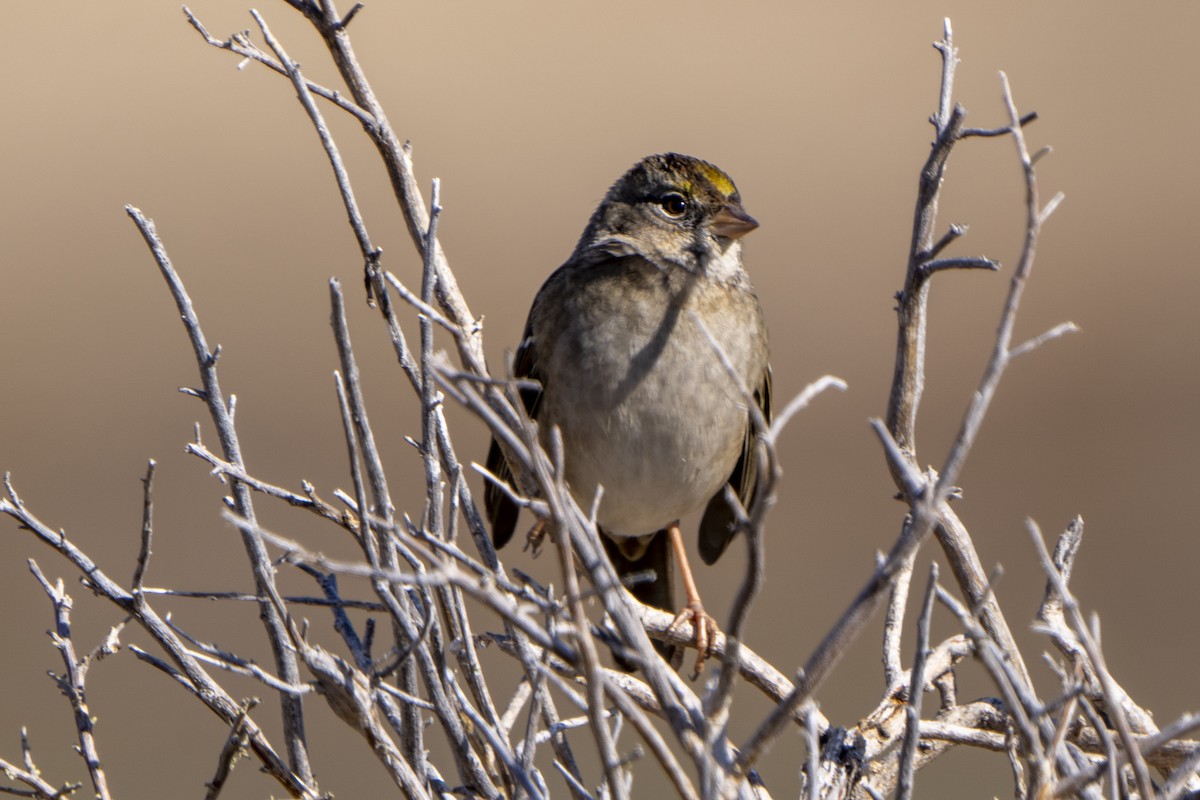 Golden-crowned Sparrow - ML498818111