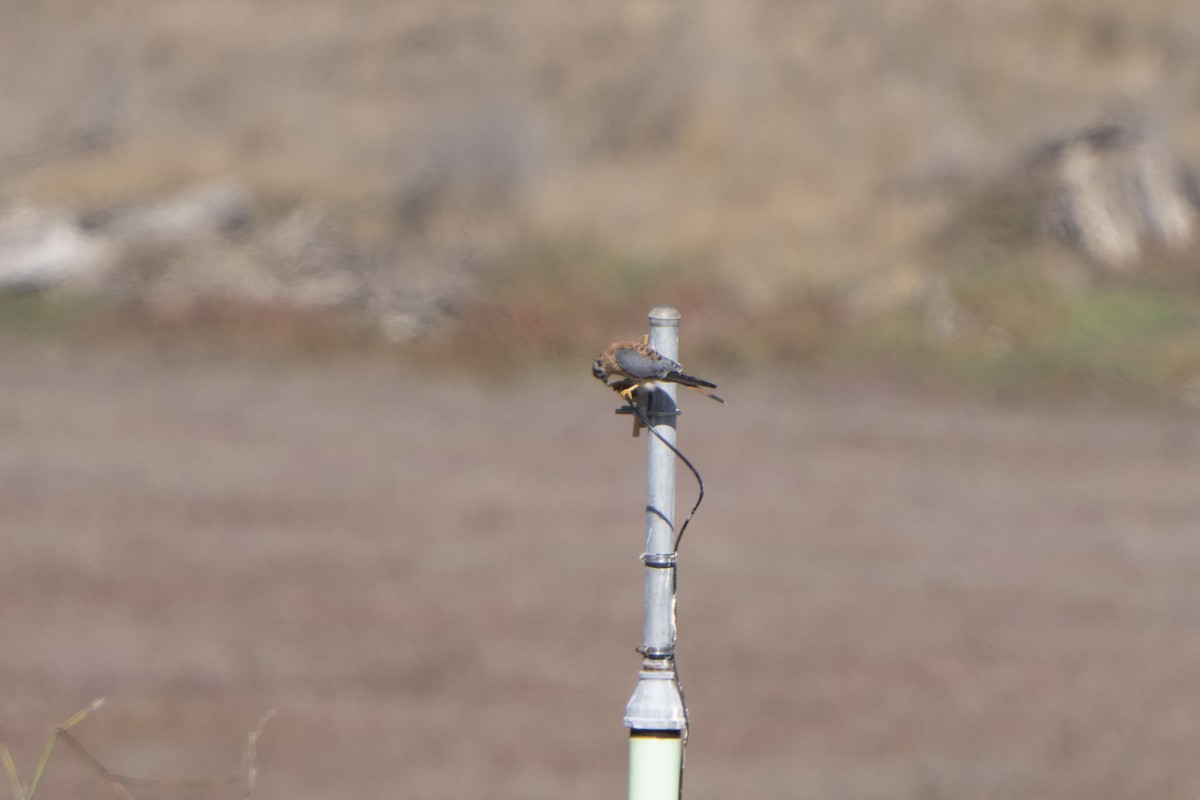 American Kestrel - ML498818281