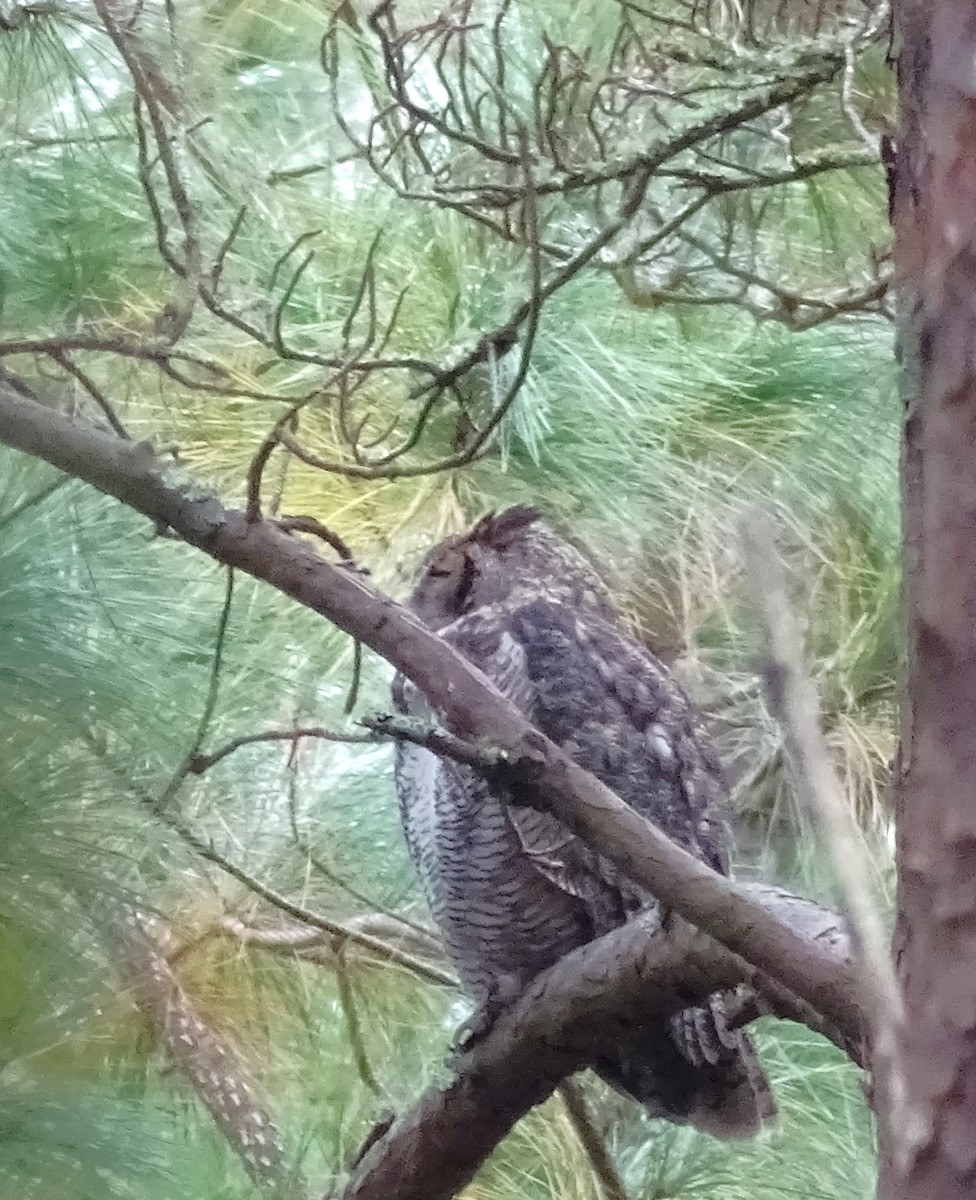 Great Horned Owl - ML498819461