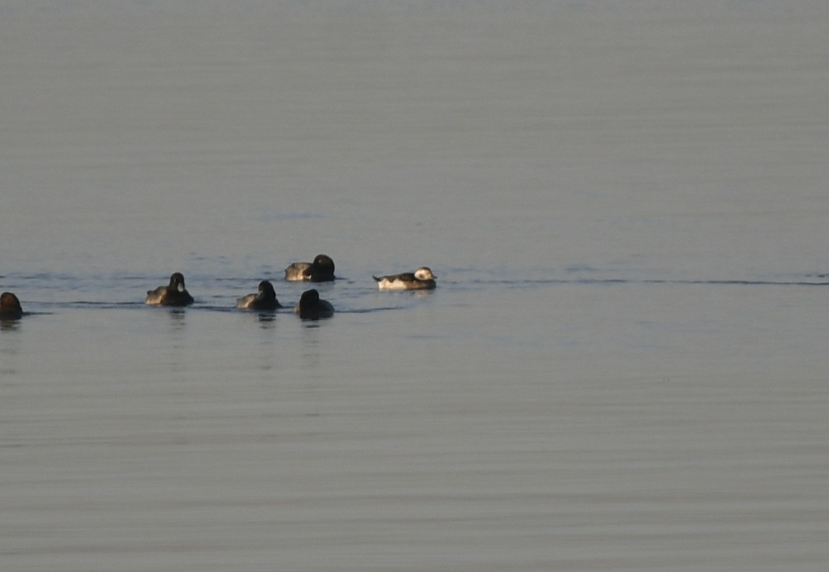 Long-tailed Duck - ML498820081