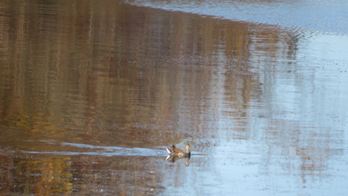 Common Gallinule - ML498820351