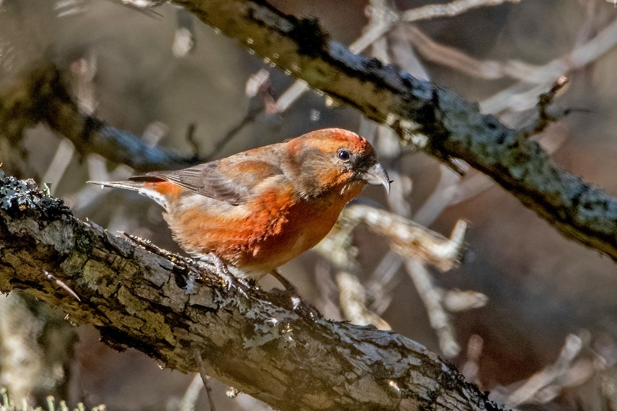Red Crossbill - Sue Barth
