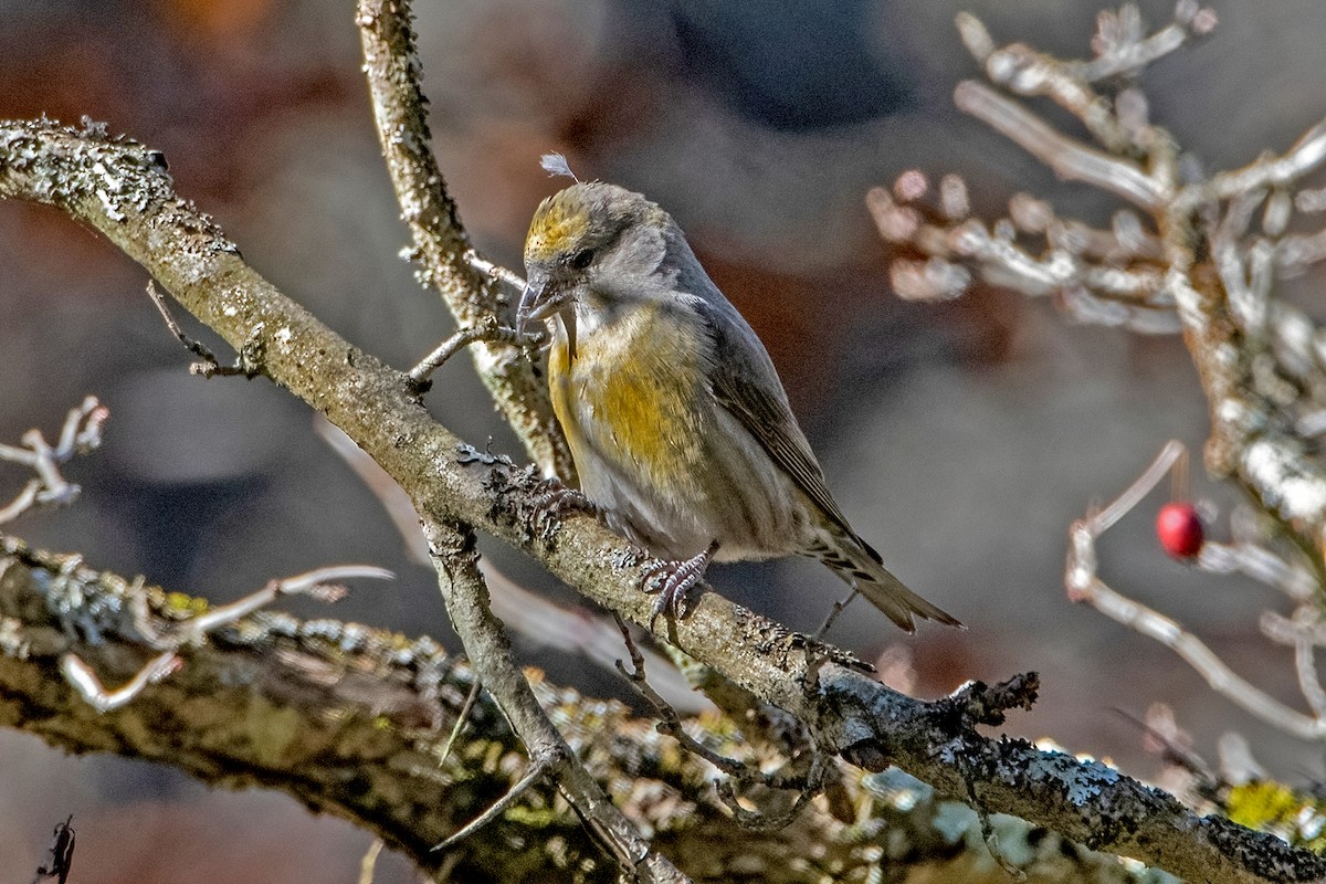 Red Crossbill - Sue Barth