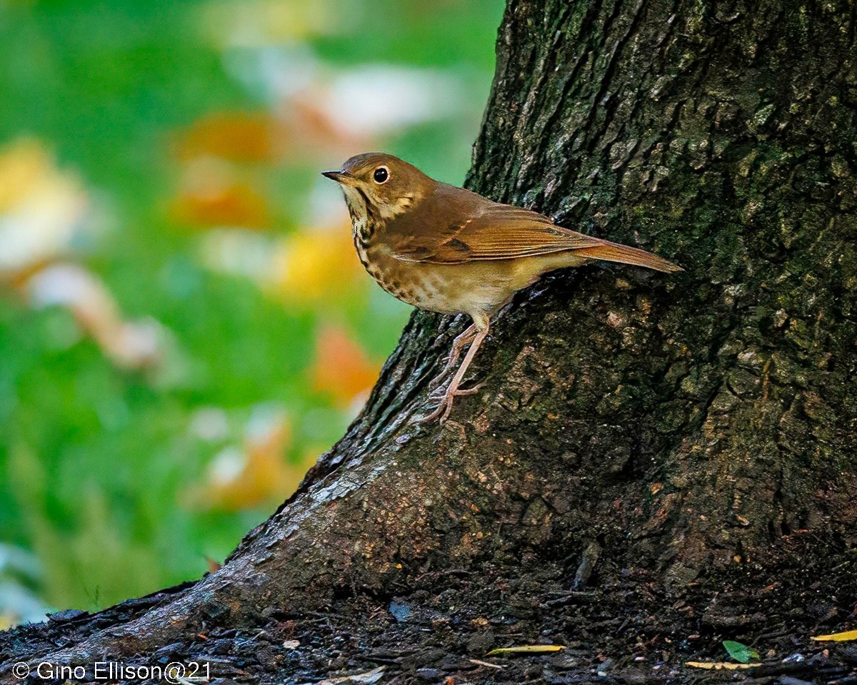 Hermit Thrush - ML498823551