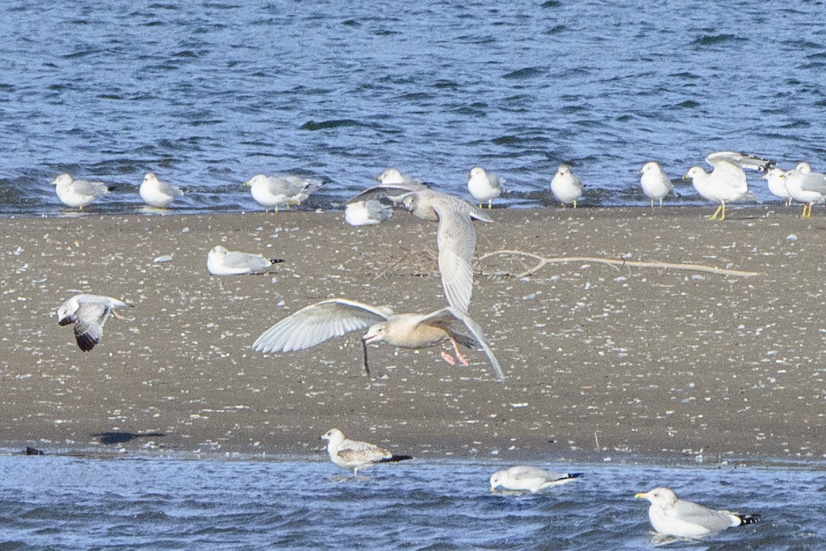 Iceland Gull (kumlieni) - ML498824951