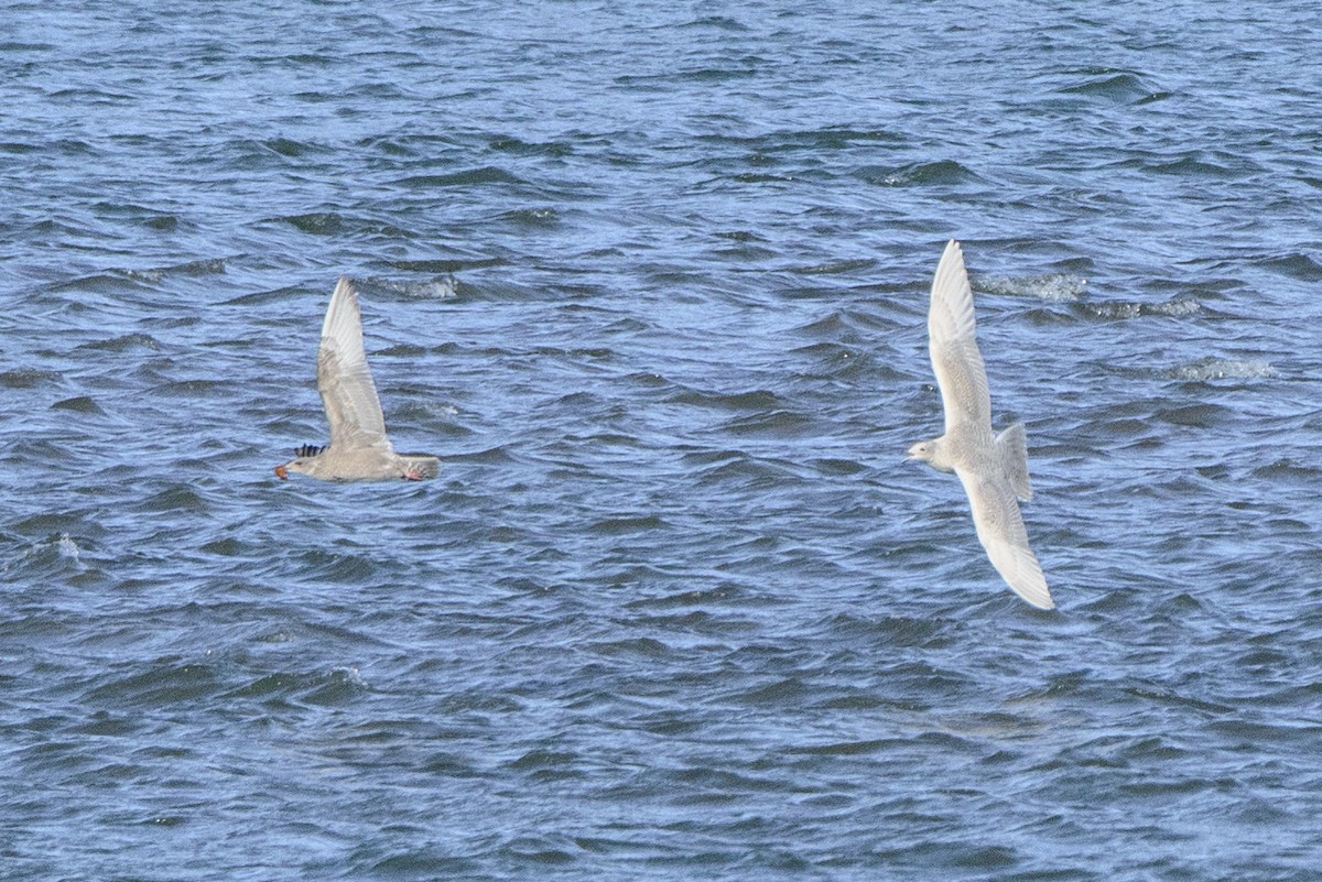 Iceland Gull (kumlieni) - Vicki St Germaine