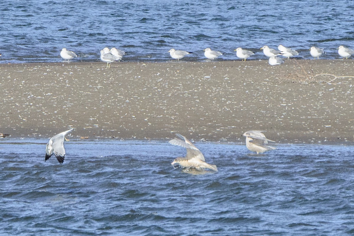 Iceland Gull (kumlieni) - ML498824971