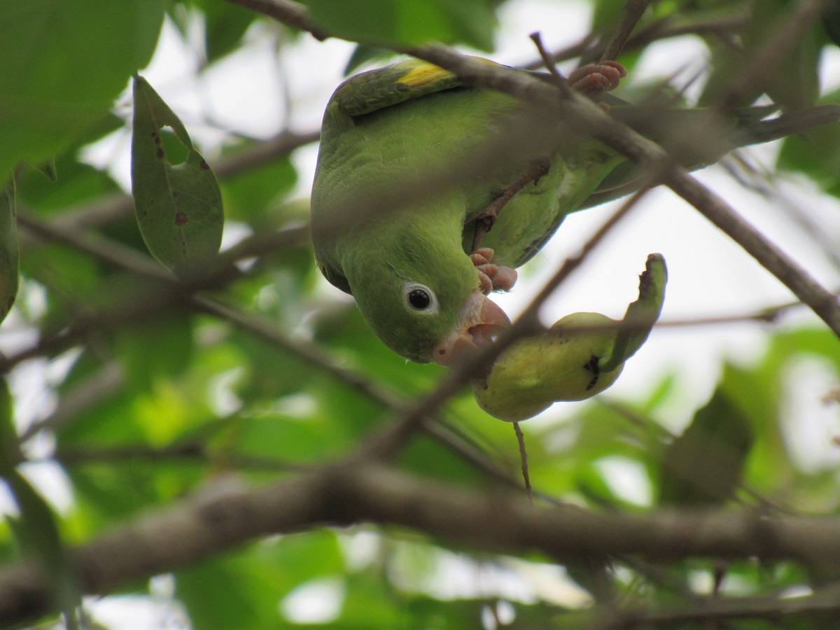 Yellow-chevroned Parakeet - ML498825191