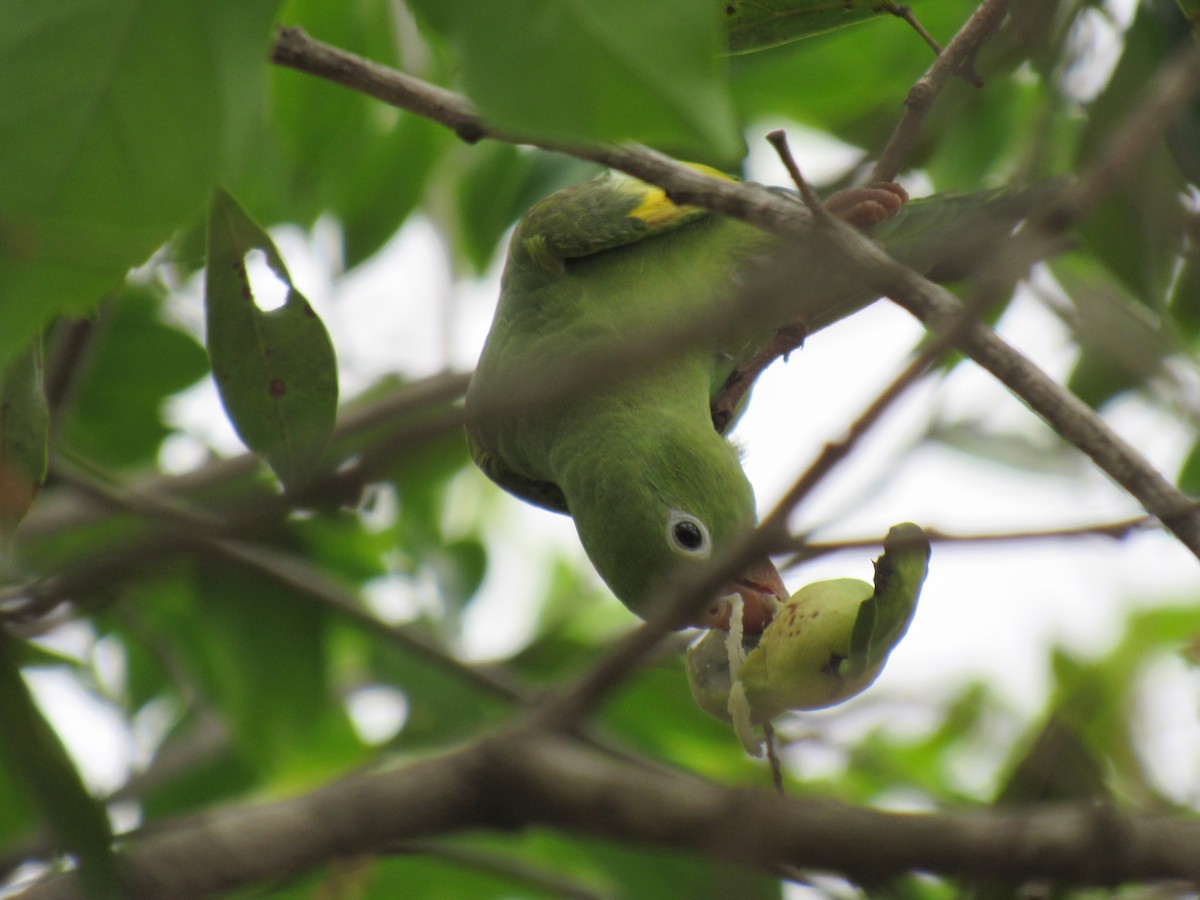 Yellow-chevroned Parakeet - ML498825201