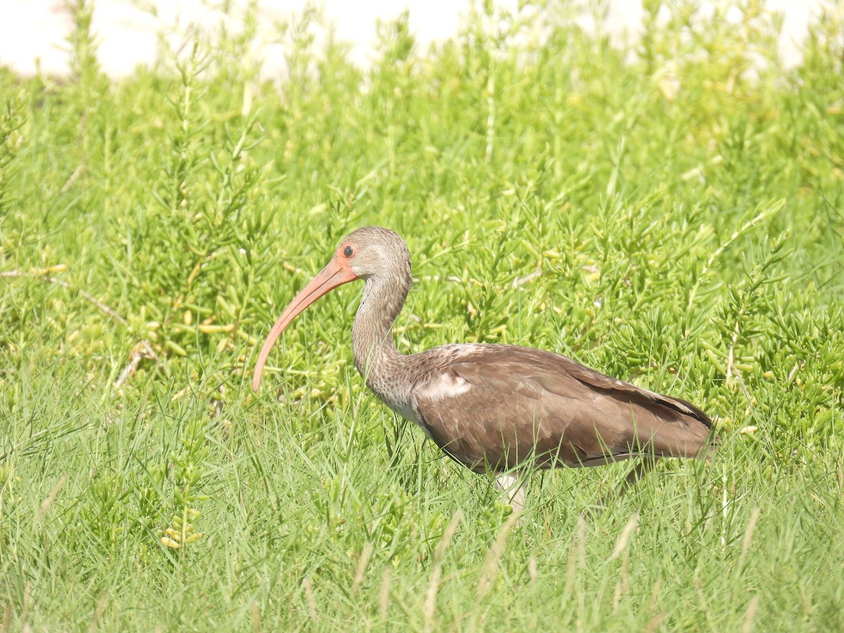 ibis tmavý - ML498825401