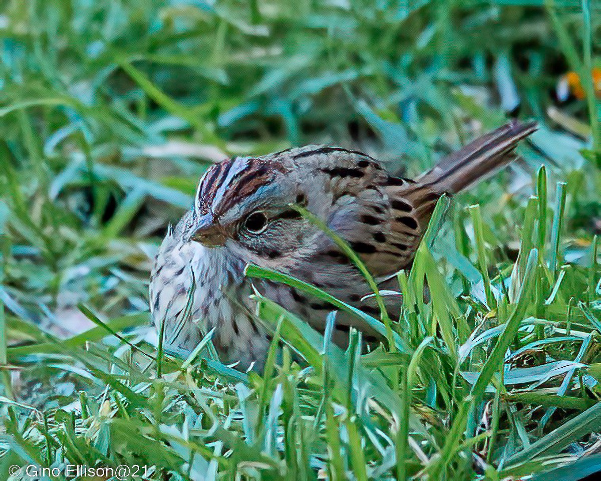 Lincoln's Sparrow - ML498825701