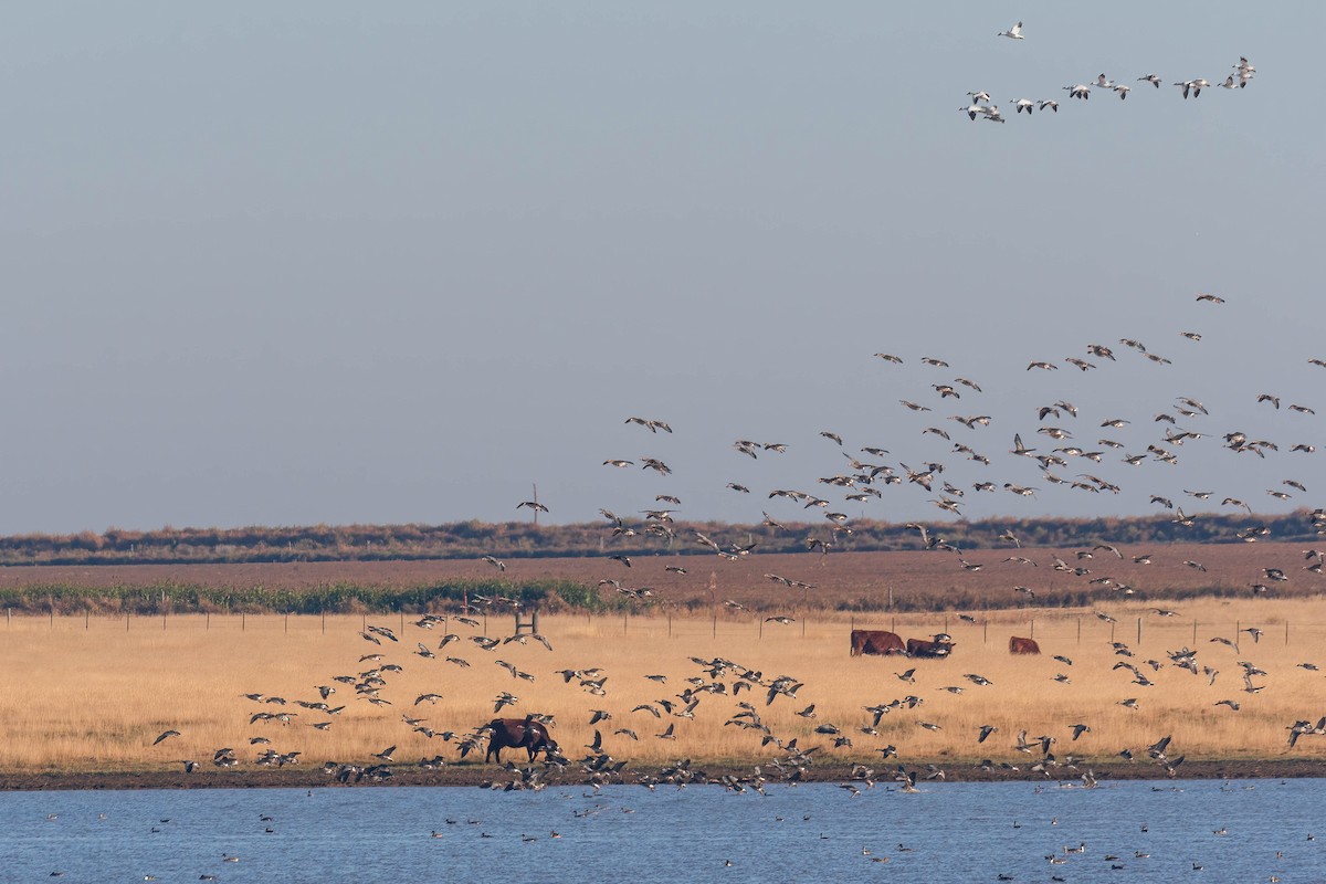 Greater White-fronted Goose - ML498825821