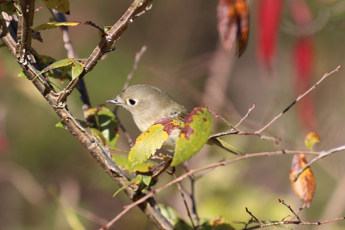 Ruby-crowned Kinglet - ML498826211