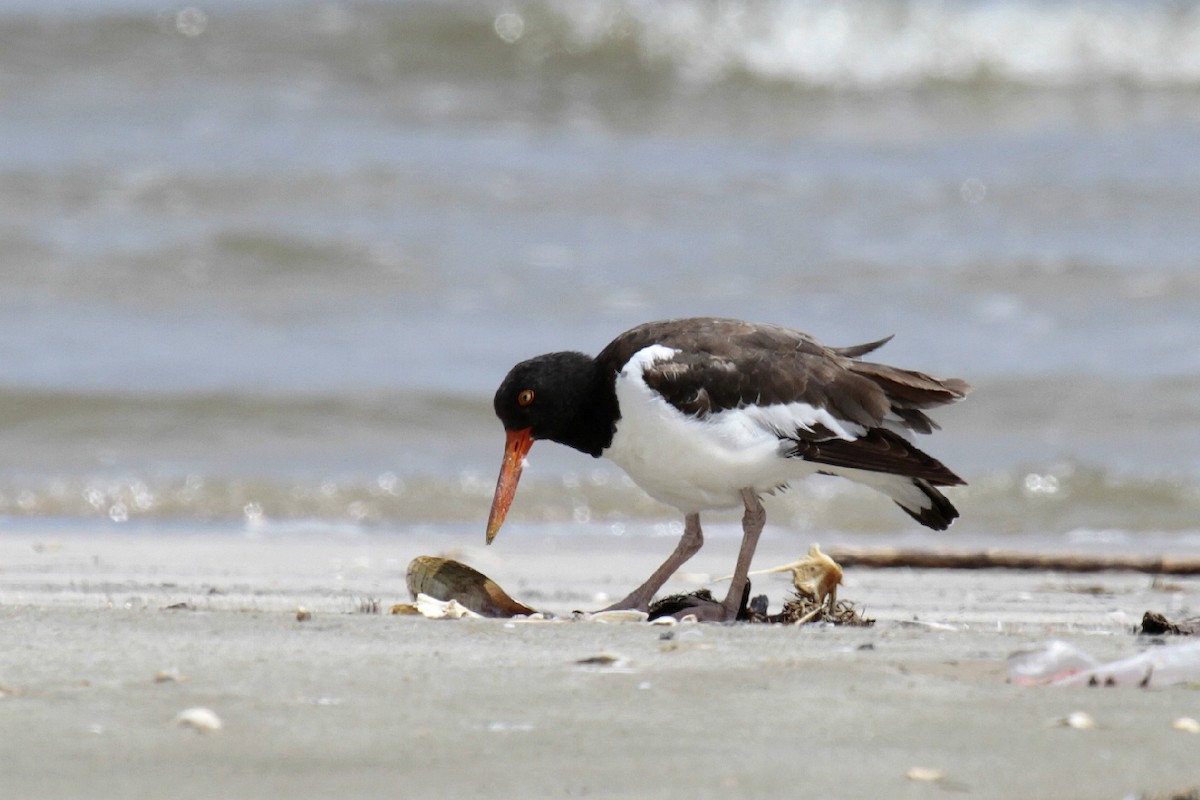 American Oystercatcher - Daniel George