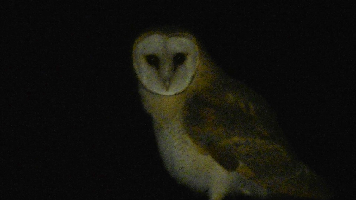 Barn Owl - Blair Whyte