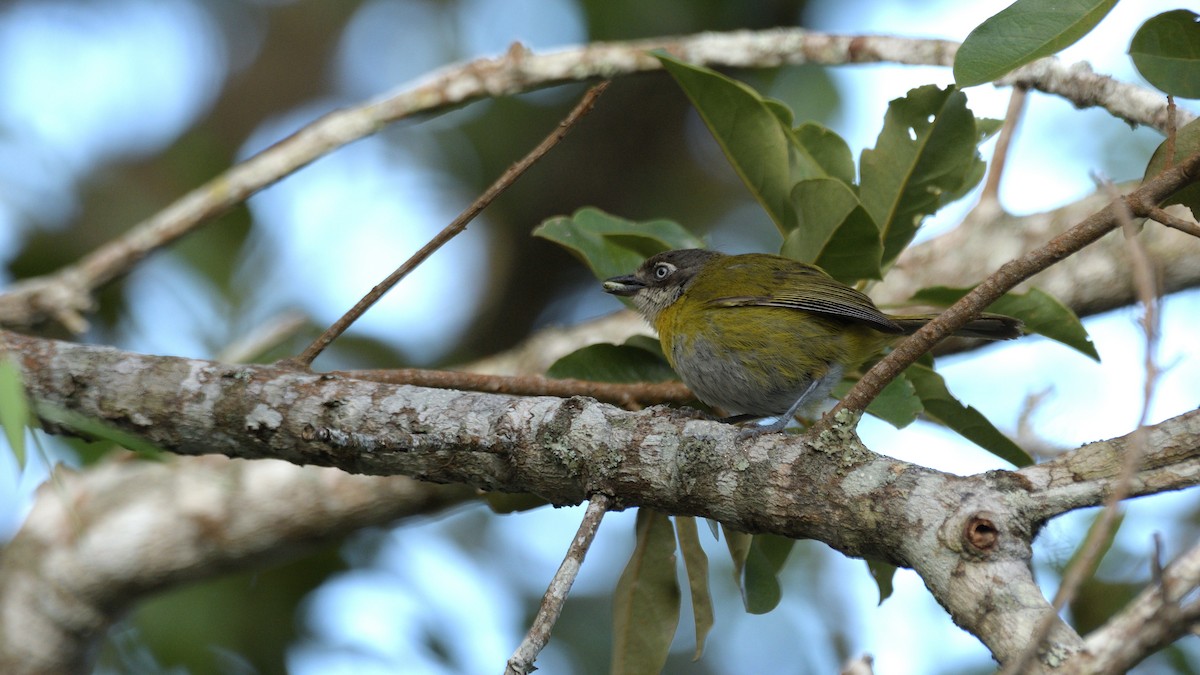 Common Chlorospingus (Venezuela) - ML498829361