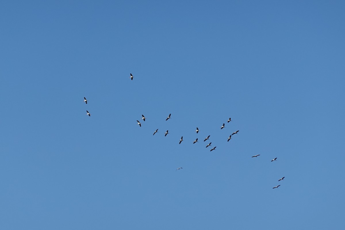 Wood Stork - Ute Welk