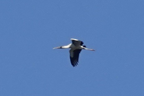 Wood Stork - Ute Welk