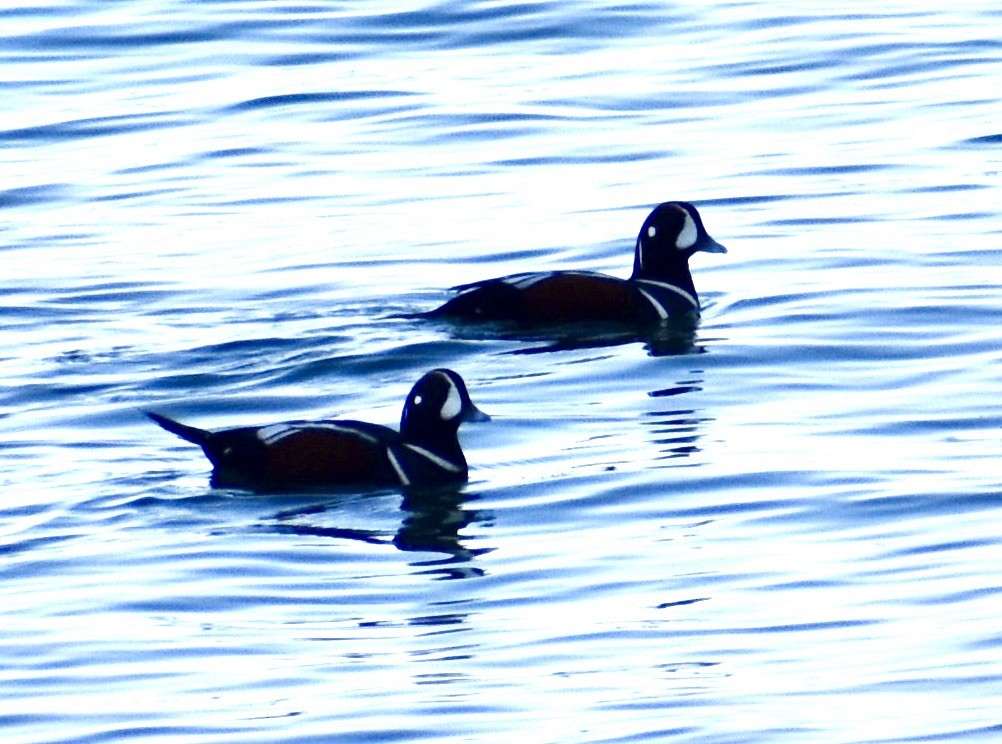 Harlequin Duck - ML498831471