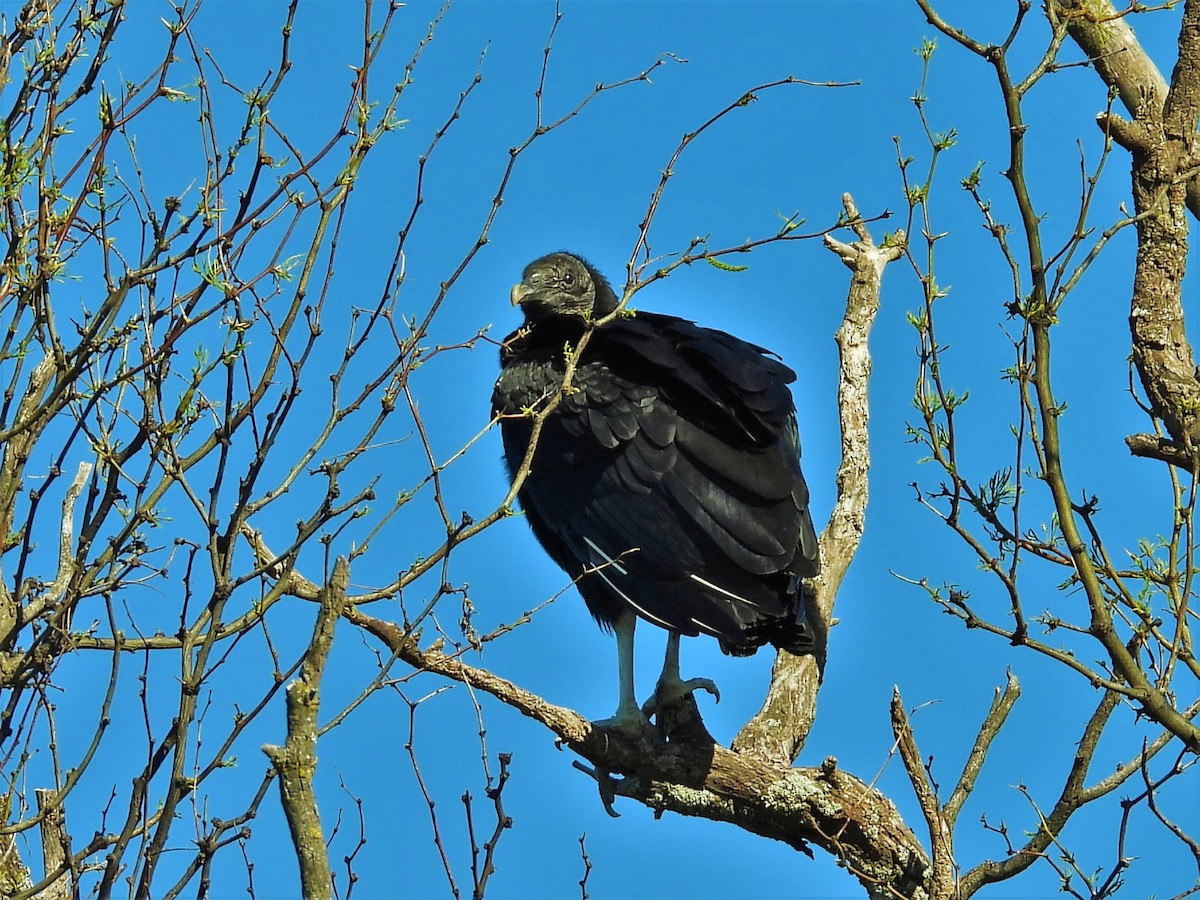 Black Vulture - ML498831771