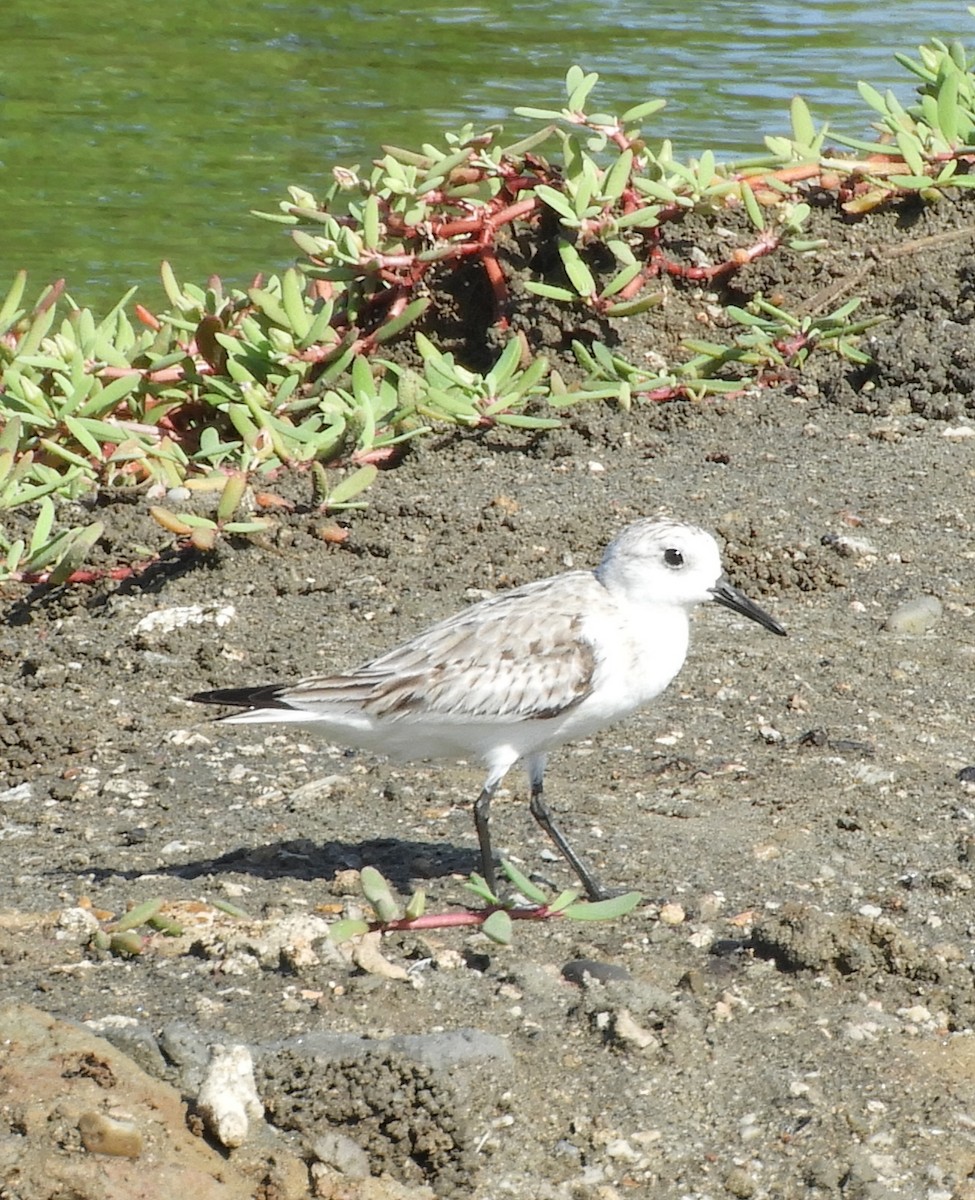 Sanderling - Luis Zuñiga /Horses Cartagena tours