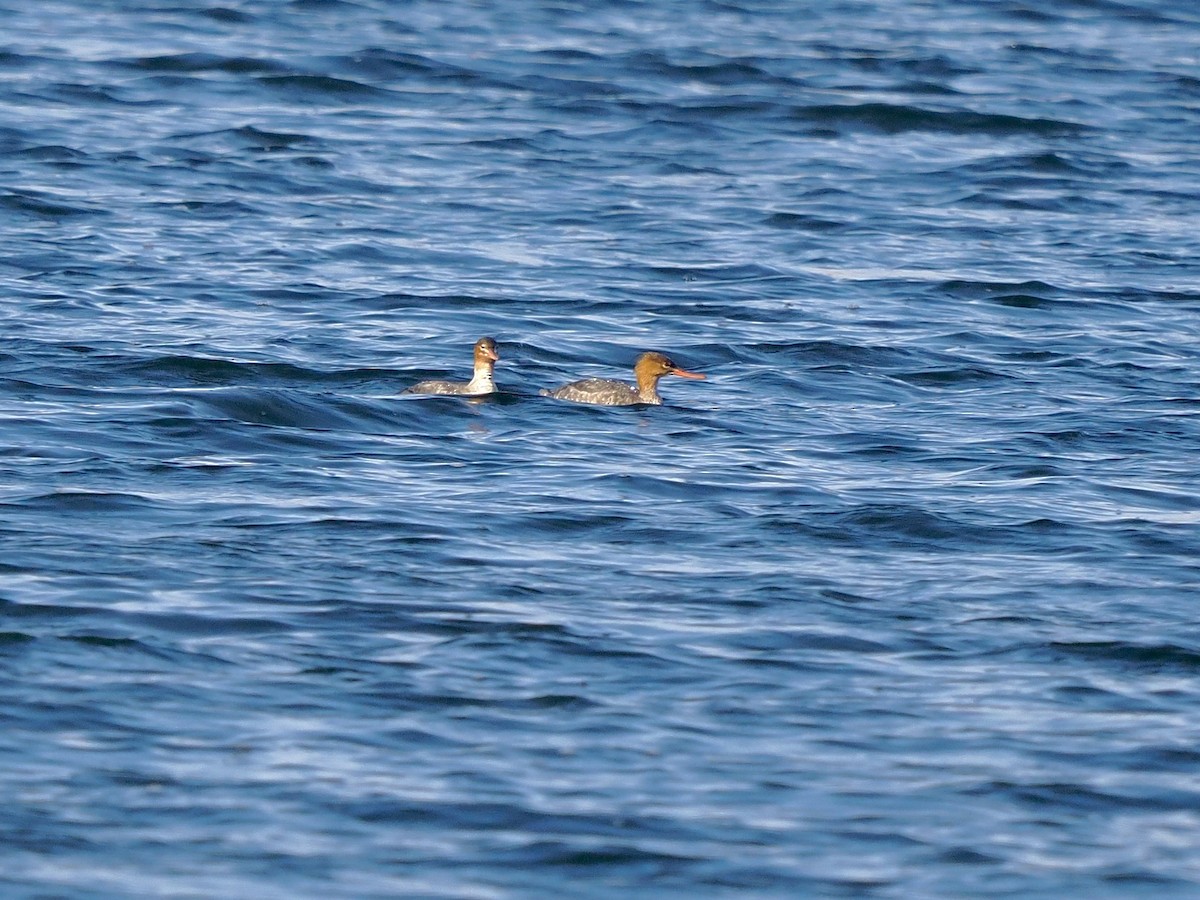 Red-breasted Merganser - ML498832361