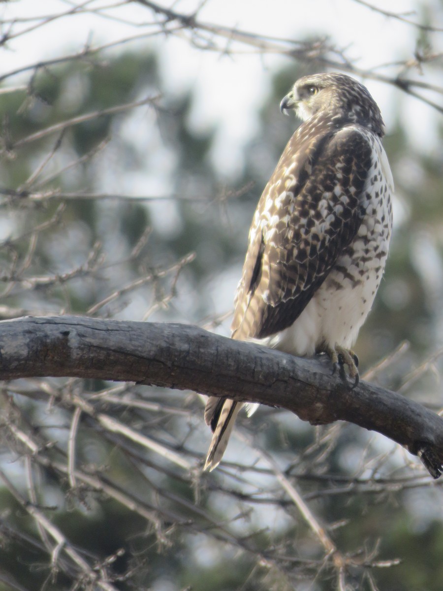 Red-tailed Hawk - ML498832741