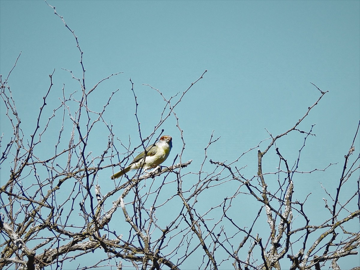 Rufous-browed Peppershrike - ML498832791