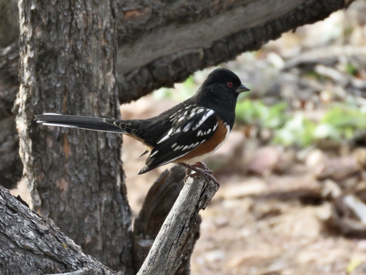 Spotted Towhee - ML498833101