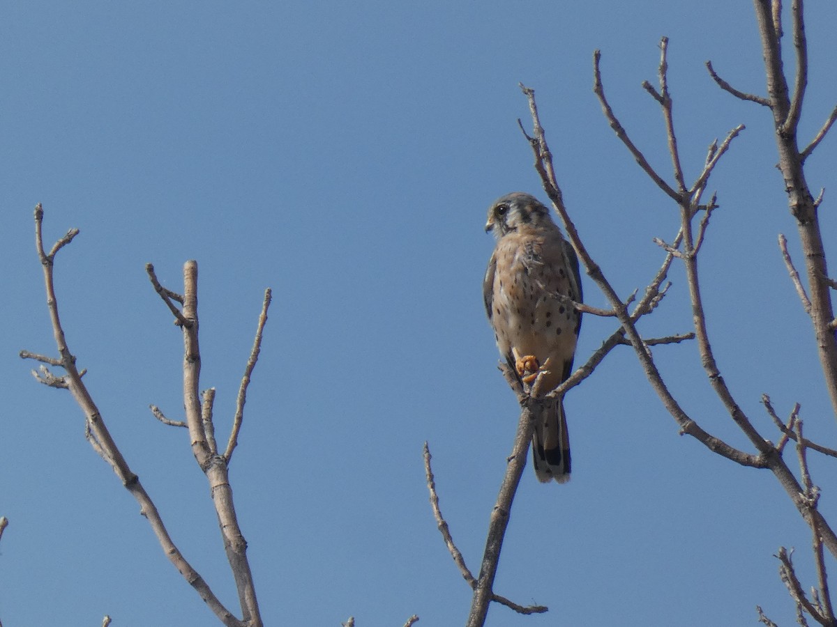 American Kestrel - ML498833391