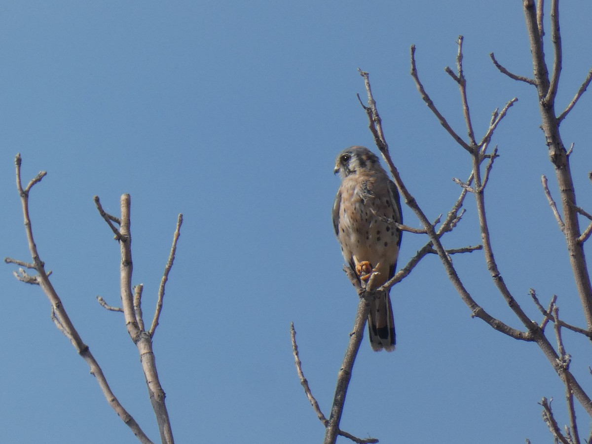 American Kestrel - ML498833421