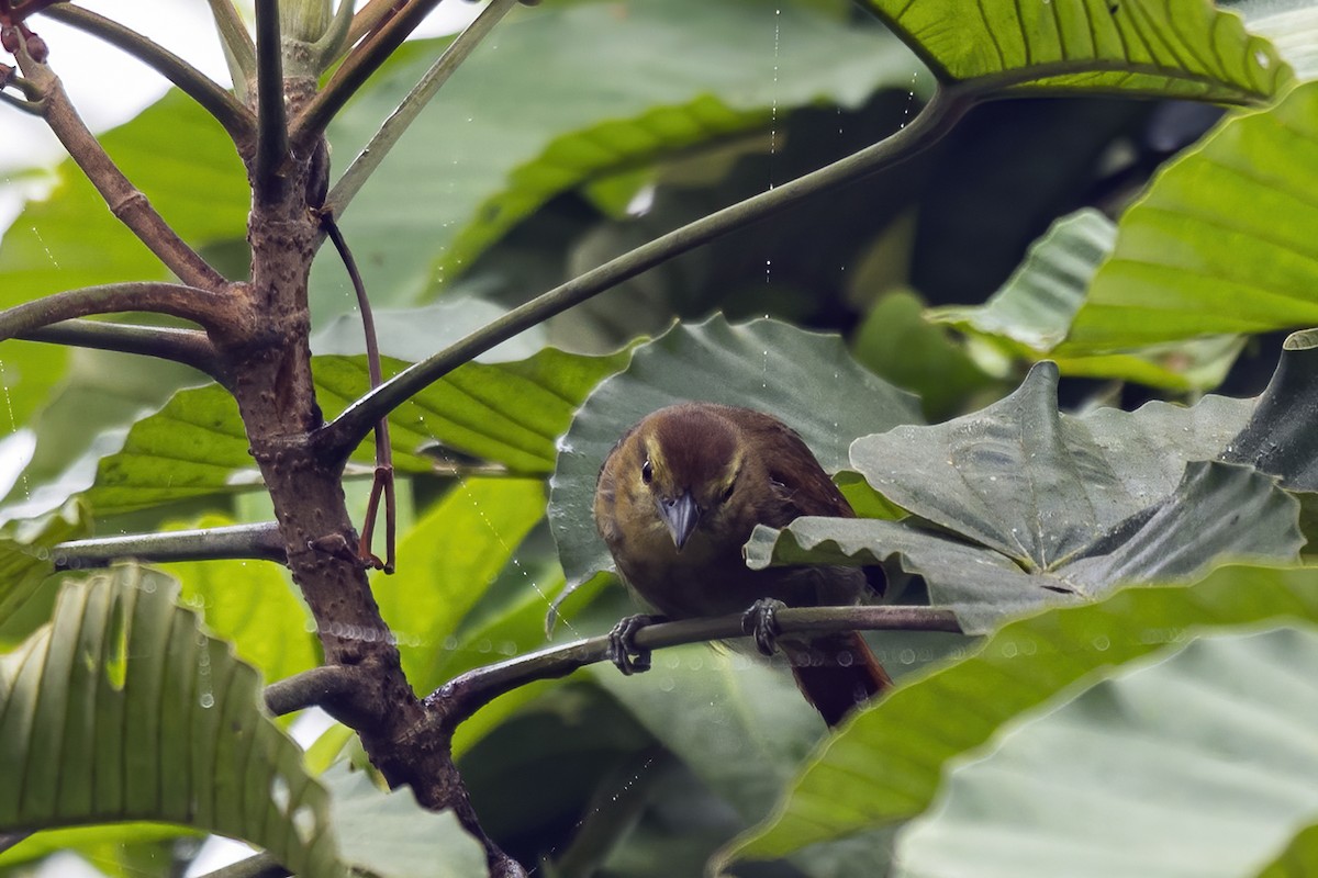 Russet Antshrike - ML498833881